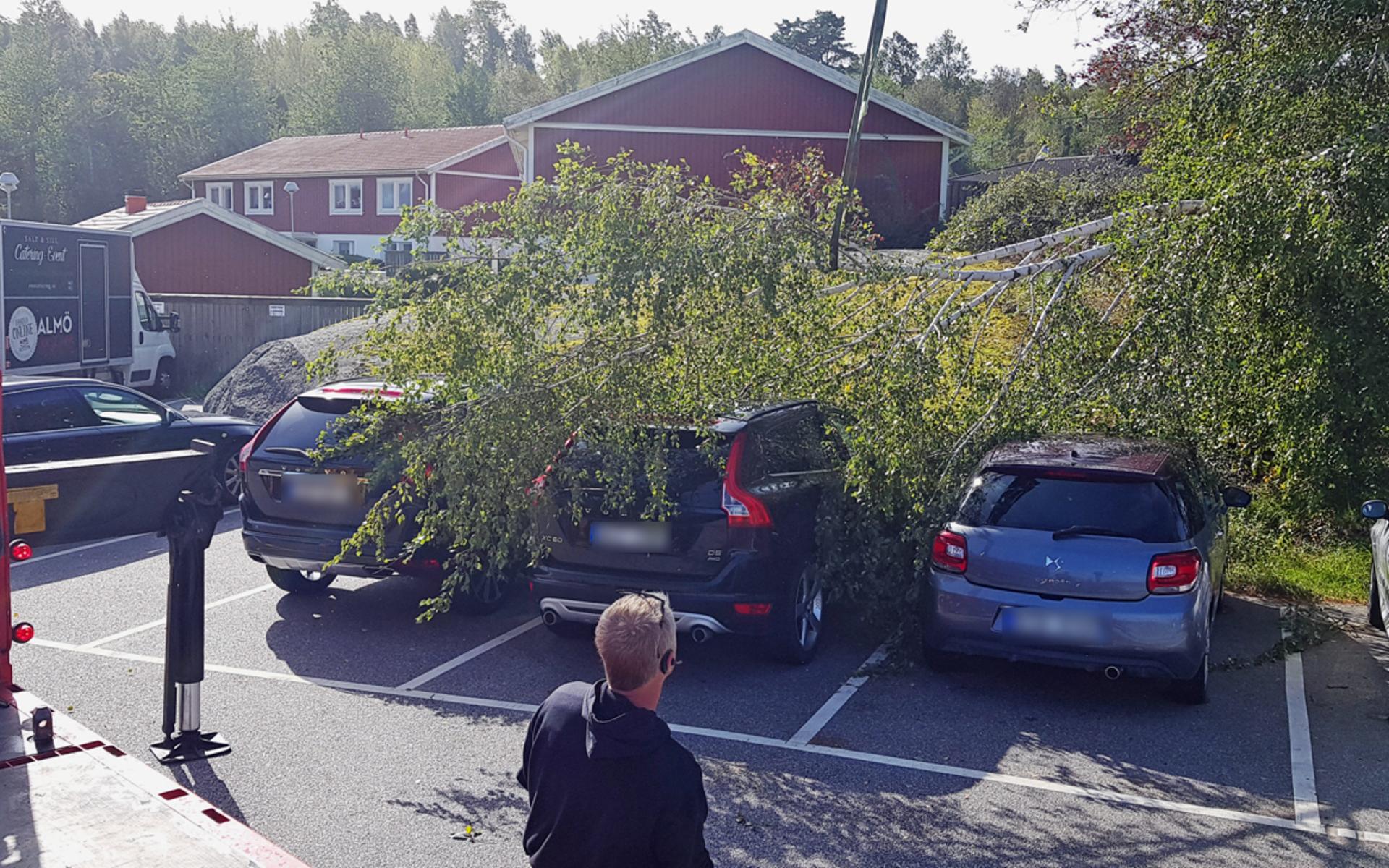 Träd har blåst ner på flera håll i Västsverige. Här på Tjörn.