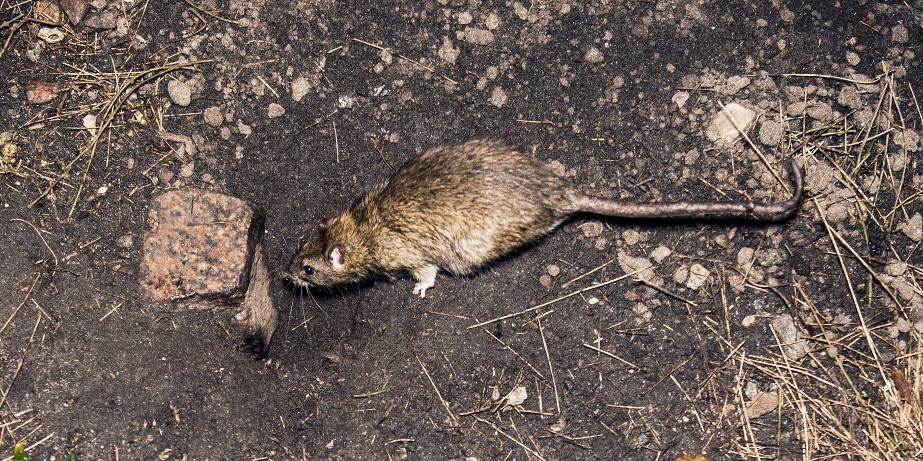 En råtta på väg ner i jorden i en park i Göteborg. Arkivbild.