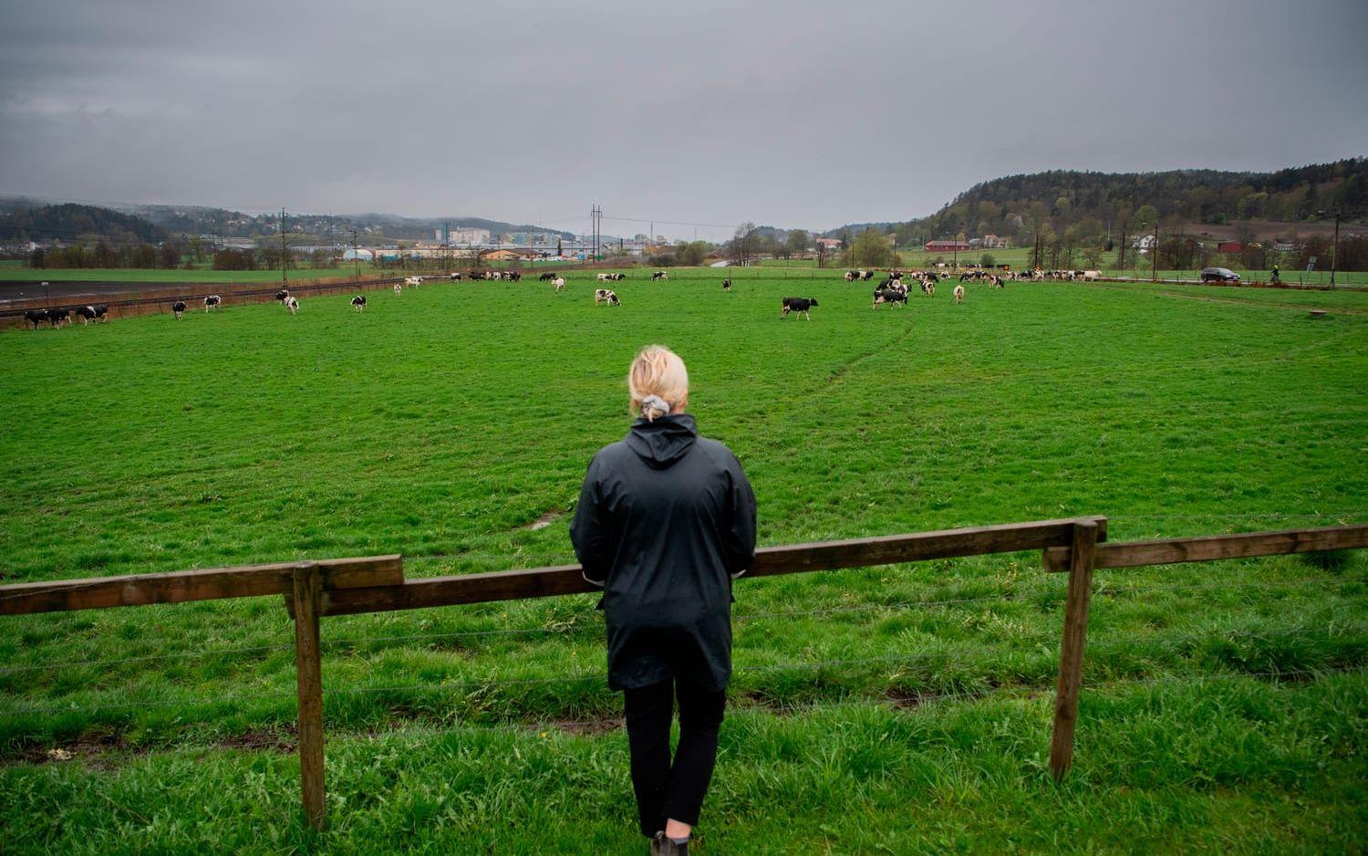 Upp emot 10 000 besökare brukar vara på plats när korna släpps ut på grönbete på Kåhögs gård.