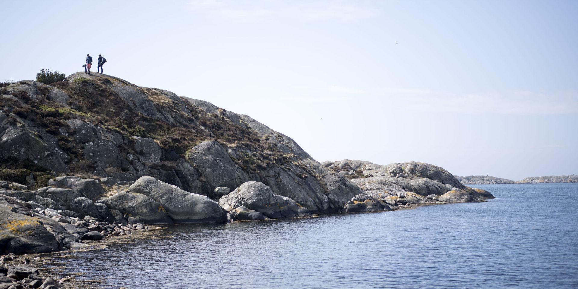 Blåskrabban från Asien anses för första gången ha fortplantat sig vid den svenska västkusten. Arten är mycket konkurrenskraftig och befaras kunna tränga undan den vanliga strandkrabban till lite djupare vatten. Arkivbild.