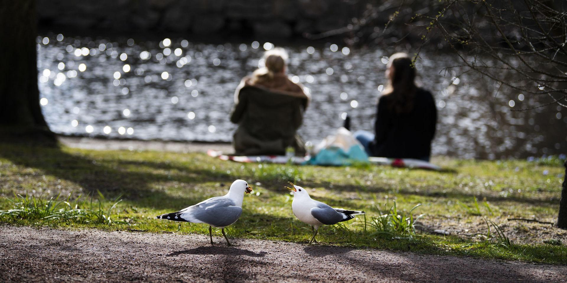 Göteborgarna, inklusive måsarna i Trädgårdsföreningen, kan förvänta sig sol under påskhelgen.