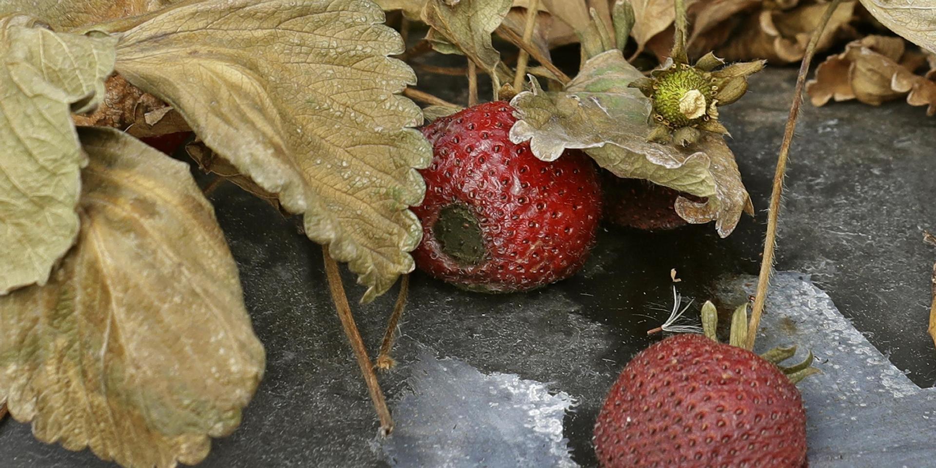 Ruttnande jordgubbar – ett problem även i Australien. Arkivbild.