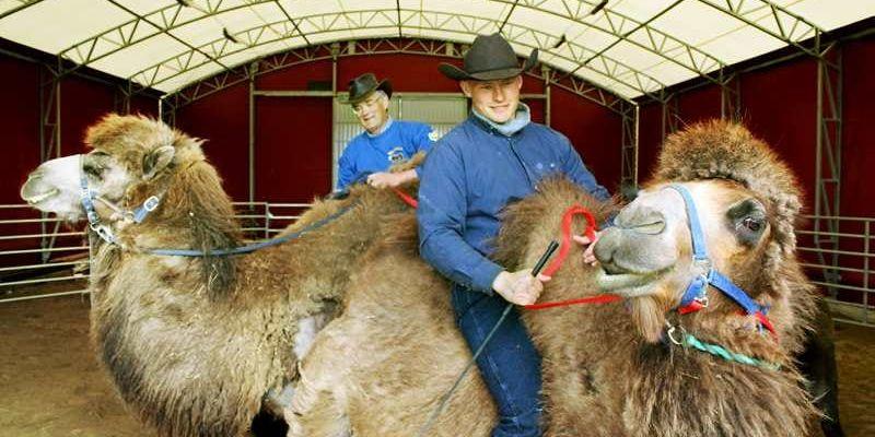 Göran Andersson och Kenny Green Pettersson tränar kameler och dromedarer.
