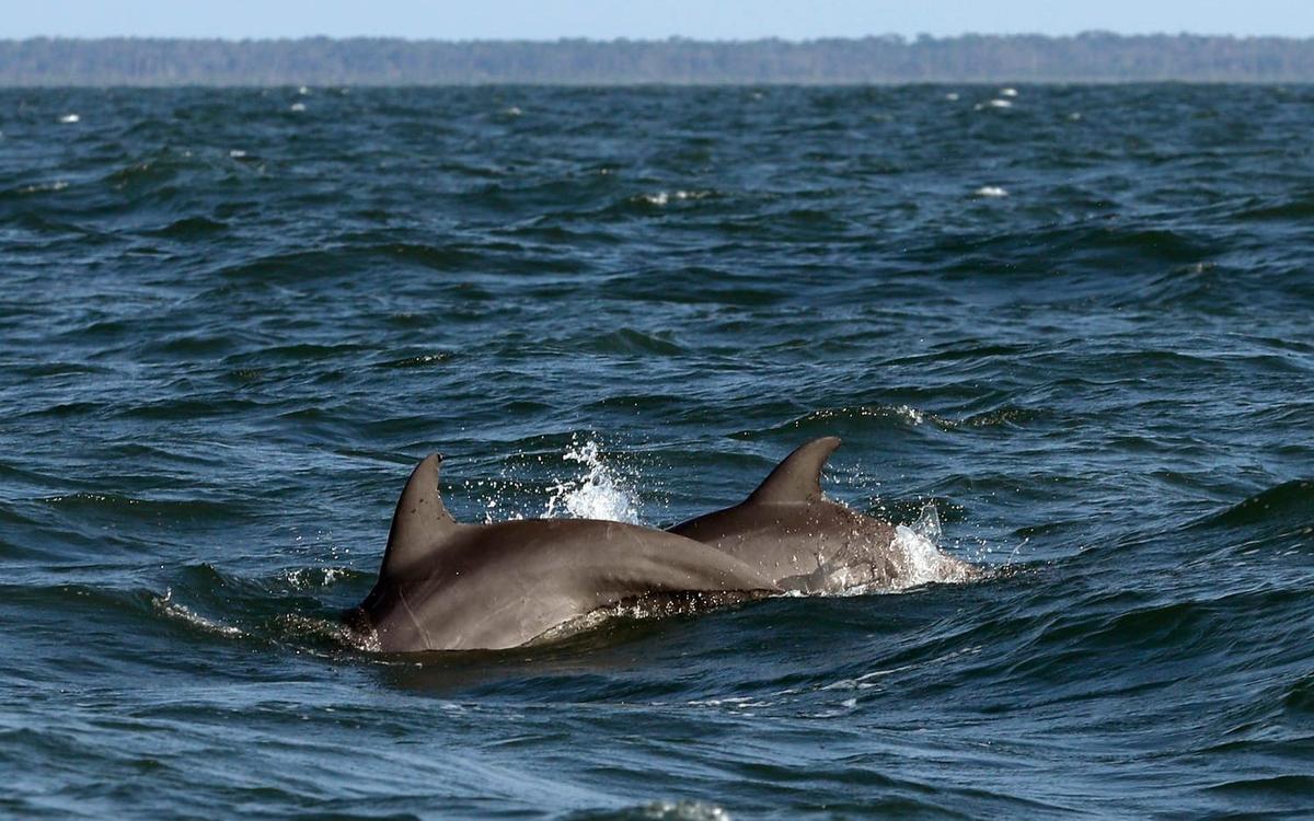 Död delfin hittad norr om Kalmar | Göteborgs-Posten