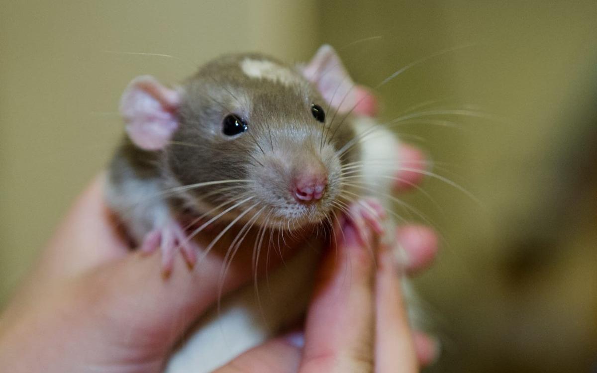 Tåg blev försenat efter lös råtta | Göteborgs-Posten